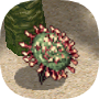 Parasite Drosera